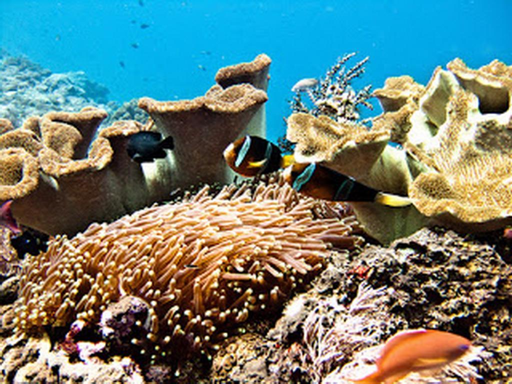 Waru Nusa Lembongan (Bali)